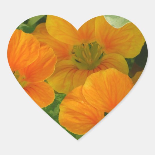 Nasturtium Heart Sticker (Voorkant)