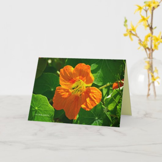 Nasturtium in sinaasappel kaart (Gele Bloem)
