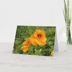 Nasturtium Kaart