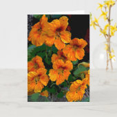 Nasturtium Kaart (Gele Bloem)