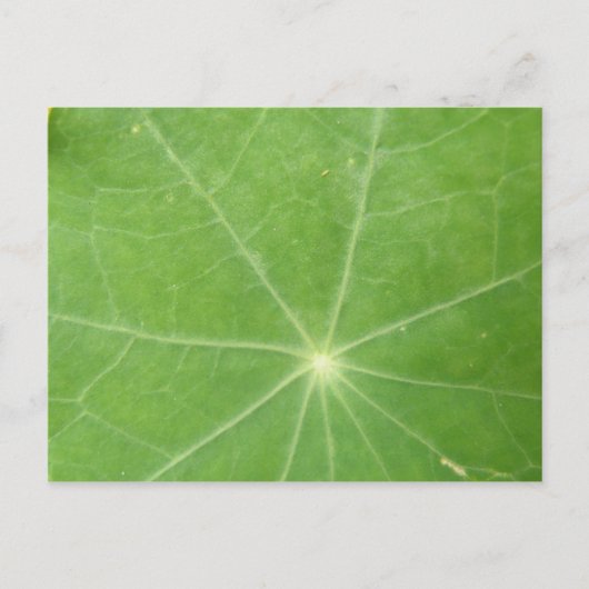 Nasturtium Leaf Briefkaart (Voorkant)