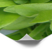 Nasturtium Seedlings Print (Hoek)