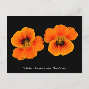 Nasturtium - Tropaeolum majus Carte postale