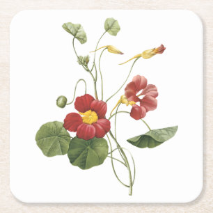 nasturtium (Tropaeolum majus) van Redouté Vierkante Kartonnen Onderzetter