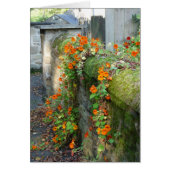 Nasturtiums sur un mur, Angleterre (Devant)