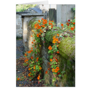 Nasturtiums sur un mur, Angleterre