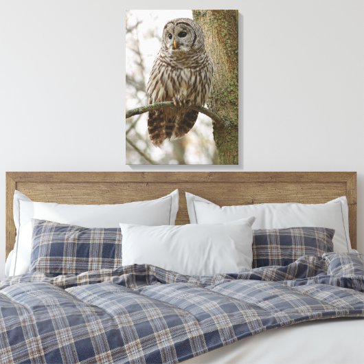 Nat Feathers Barred Owl Alert Zoekend Prey Canvas Afdruk (Insitu (Slaapkamer))