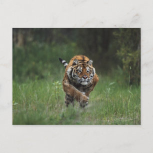 Nat Siberian Tiger Charging Briefkaart