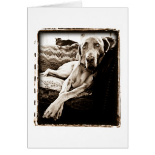 Nation de Weimaraner : La "chaise de Ballou "