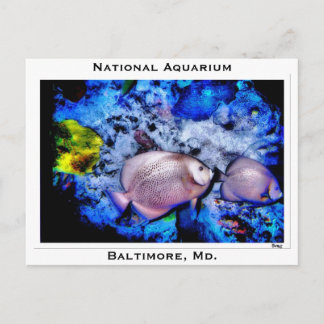 Nationaal Aquarium, Baltimore, Md. Briefkaart