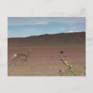 Nationaal monument van Carrizo Plain Briefkaart