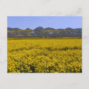 Nationaal monument van Carrizo Plain Briefkaart
