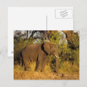 Nationaal Park Afrika, Zimbabwe, Victoria Herfsten Briefkaart (Voorkant / Achterkant)