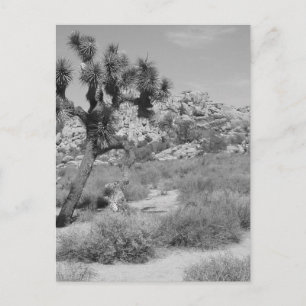Nationaal park B&W Joshua Tree 3 Briefkaart
