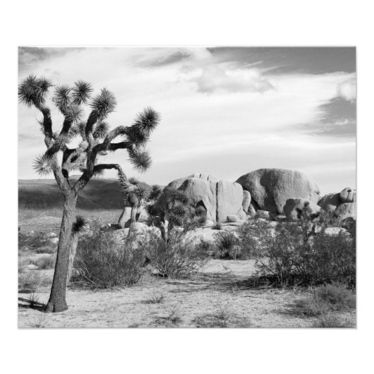 Nationaal park B&W Joshua Tree Foto Afdruk (Voorkant)