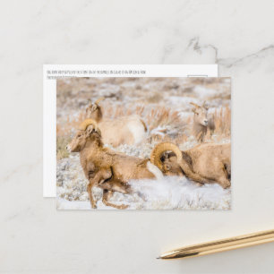 Nationaal park Big Horn Sheep Grand Teton Briefkaart
