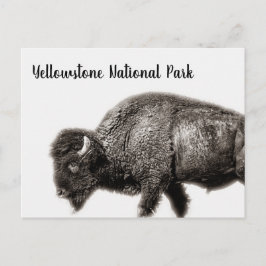 Nationaal park Bison Yellowstone Briefkaart
