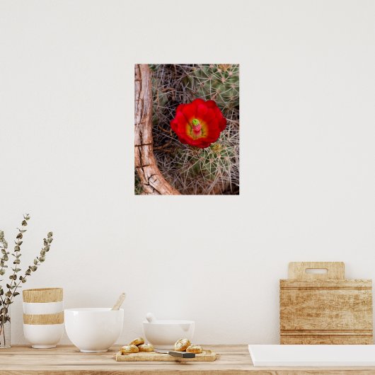 Nationaal park Capitol Reef, Claret Cup Cactus Poster (Keuken)