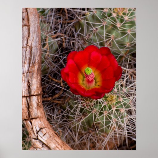 Nationaal park Capitol Reef, Claret Cup Cactus Poster (Voorkant)