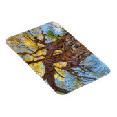 Nationaal park Capitol Reef, katoenhoutboom Magneet (Rechterzijde)