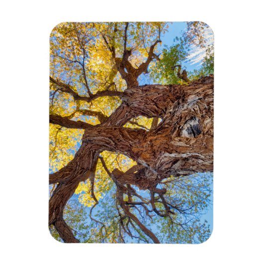 Nationaal park Capitol Reef, katoenhoutboom Magneet (Verticaal)
