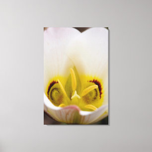 Nationaal Park Capitol Reef, Utah, Verenigde State Canvas Afdruk