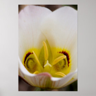 Nationaal Park Capitol Reef, Utah, Verenigde State Poster