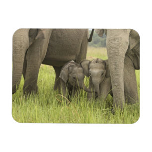 Nationaal park Corbett, Uttaranchal, India. Magneet