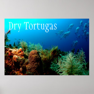 Nationaal park Dry Tortugas, koraalrif Poster