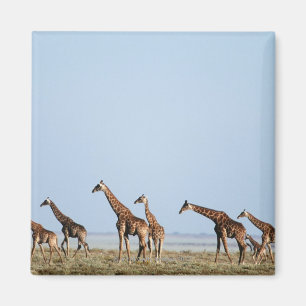 Nationaal park Etosha, Namibië 2 Magneet