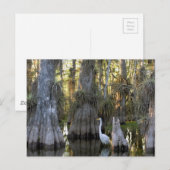 Nationaal park Everglades Briefkaart (Voorkant / Achterkant)