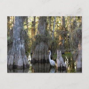 Nationaal park Everglades Briefkaart