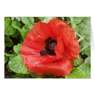 Nationaal Park Glenveigh, N.I.