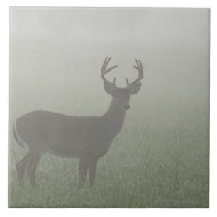 Nationaal Park Great Smoky Mountains, Tennesse Tegeltje