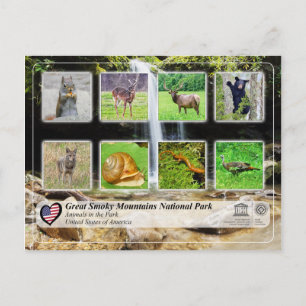 Nationaal Park Grote Smoky Mountains - Dieren Briefkaart