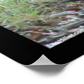 Nationaal park Hot Springs, AR Wild Rabbits Gifts Poster (Hoek)