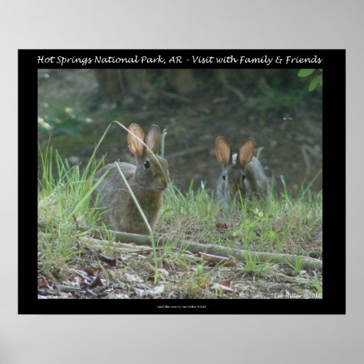 Nationaal park Hot Springs, AR Wild Rabbits Gifts Poster (Voorkant)