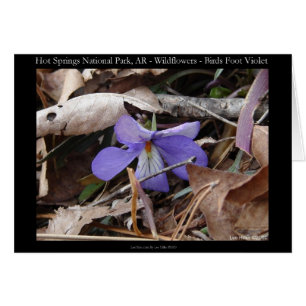 Nationaal park Hot Springs, AR Wild Violets Gifts