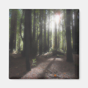 Nationaal park Humboldt Redwood Magneet