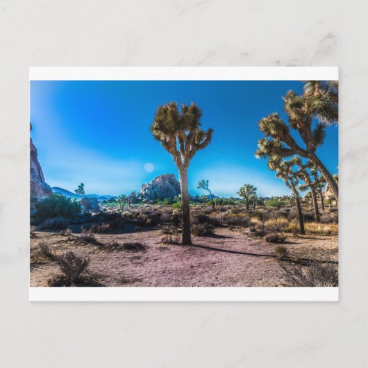 Nationaal park Joshua Tree Briefkaart (Voorkant)