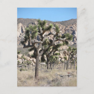 Nationaal park Joshua Tree Briefkaart