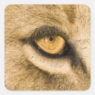 Nationaal park Kruger, provincie Limpopo Vierkante Sticker