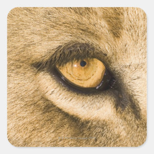 Nationaal park Kruger, provincie Limpopo, Zuid Vierkante Sticker