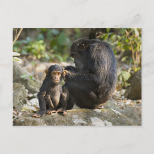 Nationaal park Mahale Mountains, Tanzania Briefkaart