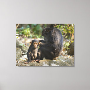 Nationaal park Mahale Mountains, Tanzania Canvas Afdruk