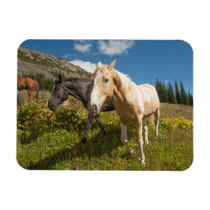 Nationaal park North Cascades Magneet