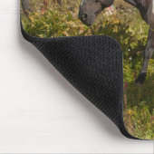 Nationaal park North Cascades Muismat (Hoek)