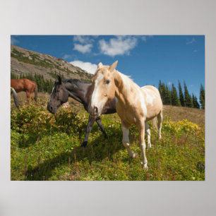 Nationaal park North Cascades Poster