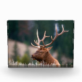 Nationaal Park Rocky Mountain Elk Yellowstone Fotoblokken (Voorkant)