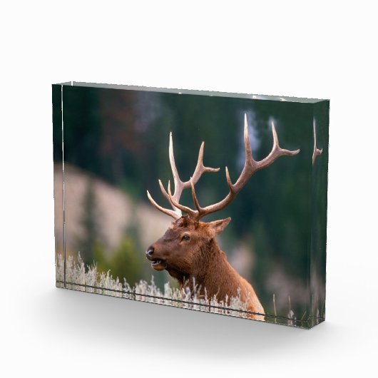 Nationaal Park Rocky Mountain Elk Yellowstone Fotoblokken (Rechts)